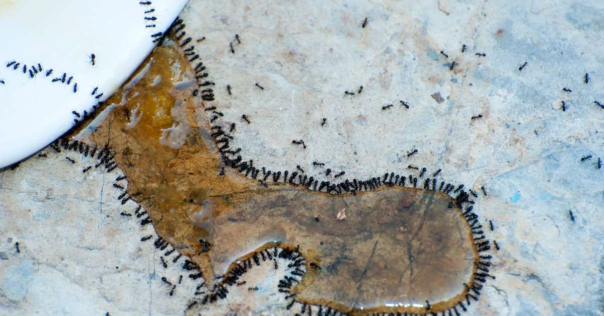 Ants feeding on planter water run off
