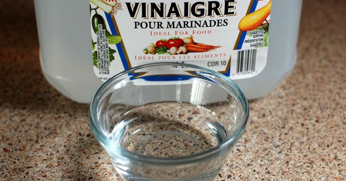 white vinegar for ants