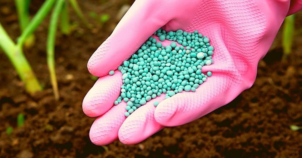 Adding fertilizer such as 5-10-10 in the garden soil.