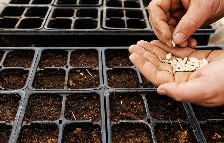 Sowing seeds in seed starting flat with cell packs